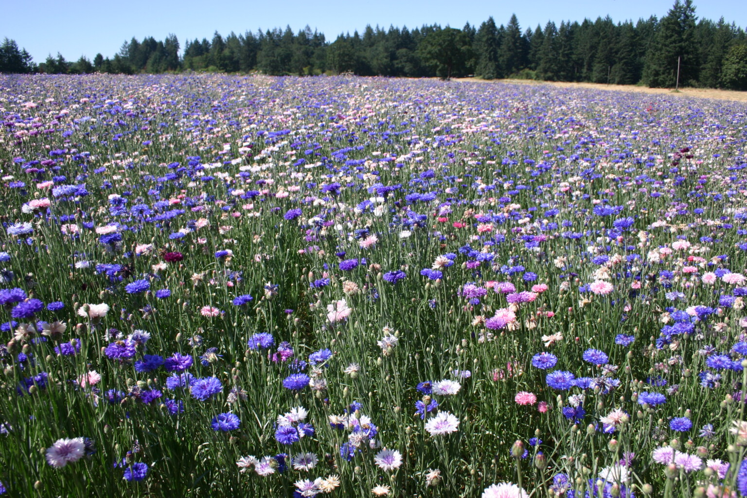 Choice Mixture Bachelor Button